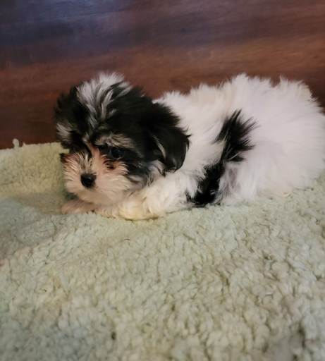 SISA    FEMALE TEACUP   MORKIE    $3,950.00  #1254