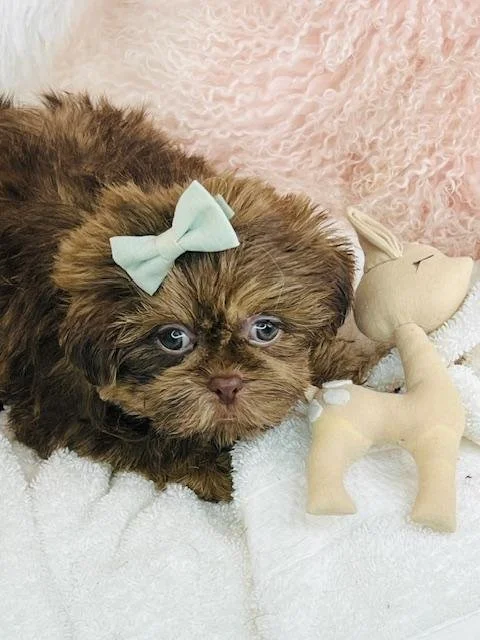 SHIH TZU PUPPIES  MALE   SUN    IMPERIAL    $1,250.00   #T8784-4