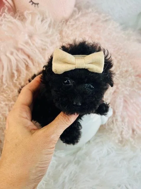 TEACUP    POODLE  MALE     PONZU     $4,550.00     #1785-1