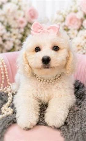 MINIATURE POODLE  FEMALE   PATZY     $2.950.00    #1743