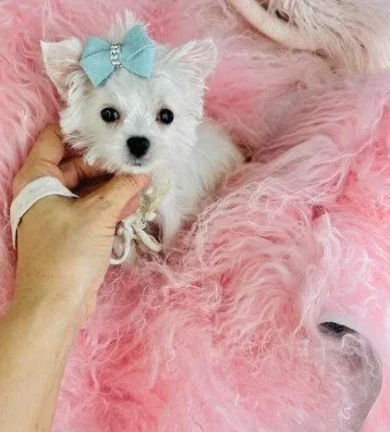 MALTESES    MALE   TEACUP      MAR   $1,950.00  #18