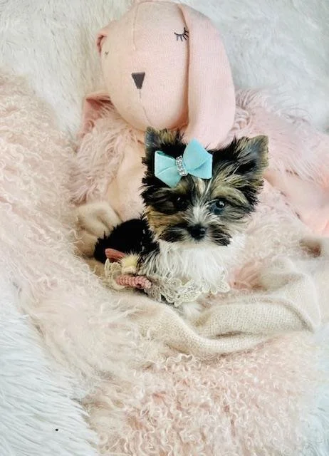 teacup puppies near me - Copy.jpg