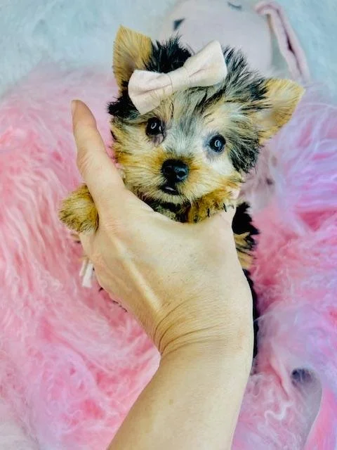 JAZZEL   TEACUP    FEMALE   $4,550.00   #1414