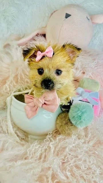 puppies for sale in tampa florida.jpg