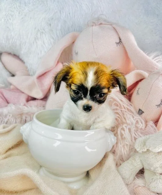 CHIHUAHUA FEMALE TEACUP CATIE $3,950.00 #47825-7
