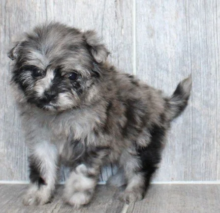 FEMALE POMAPOO  PAULINE      $3,950.00      #1258-8