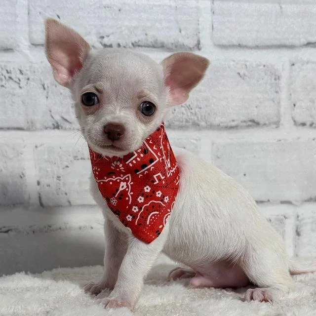 MALE   CHRISTOPHER   $4,550.00    #14274-3