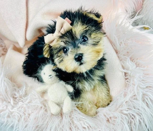 DARLING MORKIE  TEACUP/TINY TOY   FEMALE   $2,550.00   #1787-7
