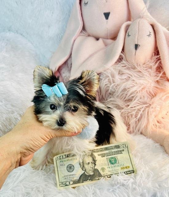 MALE MORKIE TEACUP DONATHAN $3,950.00 #125877-7