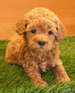 POODLE   POMPOM   FEMALE    $3,950.00         #1274