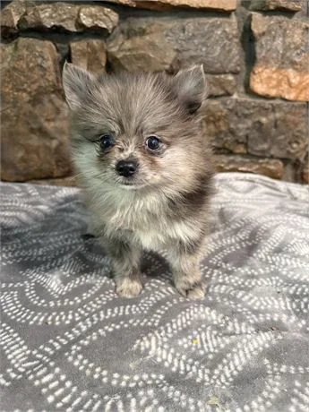 MALE  POMERANIAN  POSH   $3,250.00    #1