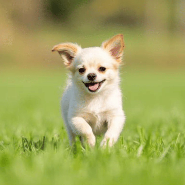 teacup chihuahua breeders