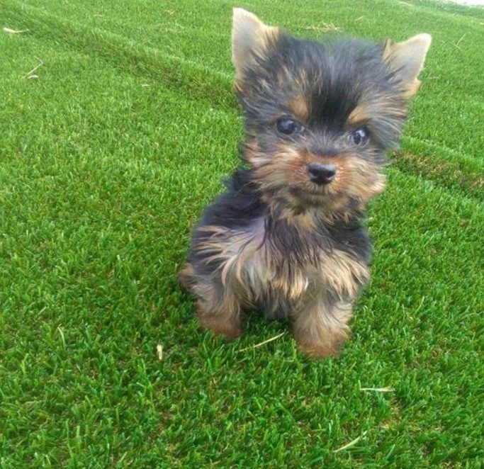 JORJA TEACUP/POCKETBOOK FEMALE YORKSHIRE TERRIER $4,550.00 #12787-7
