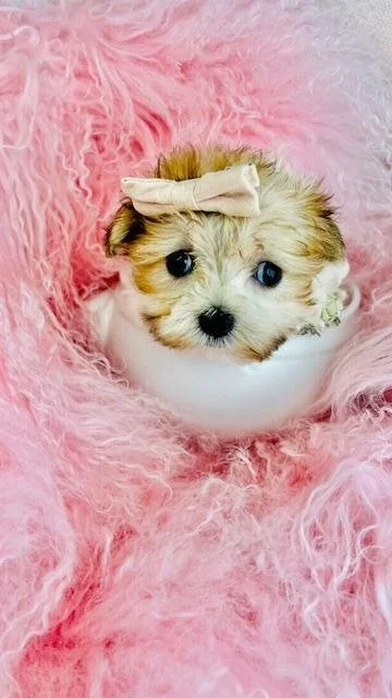 DIORA   TEACUP/POCKETBOOK    FEMALE   $4,550.00   #18