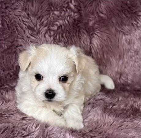 MALTESE PUPPY  MARCY        $2,550.00         #1847