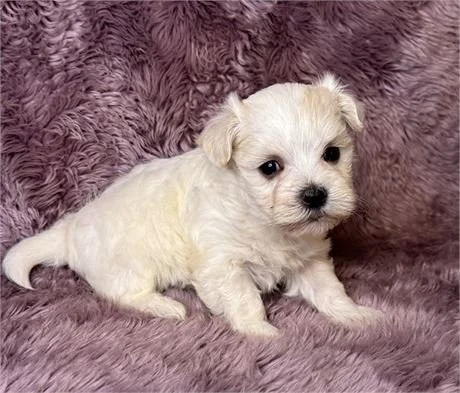 MISTY     FEMALE     $2,550.00   #158