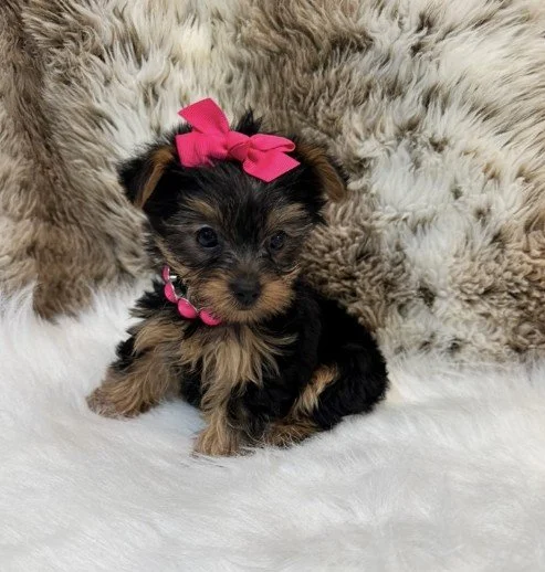 YORKIE FEMALE TEACUP/TINY TOY PEANUT $3,950.00 #1778784-4