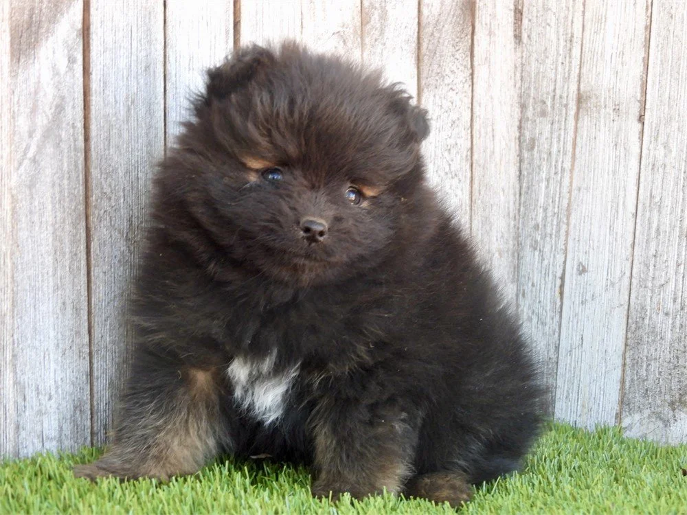 POMERANIAN PUPPIES  PICO  MALE   $3,550.00    #T1237-7   SOLD