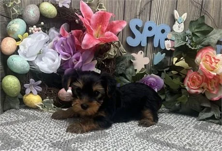 GLENDA     FEMALE   YORKIE PUPPY   $1,950.00 #1573