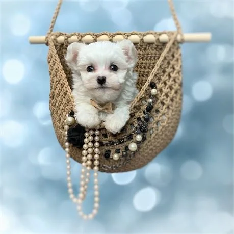 MALTESE PUPPY   NAT  $3,050.000      #12