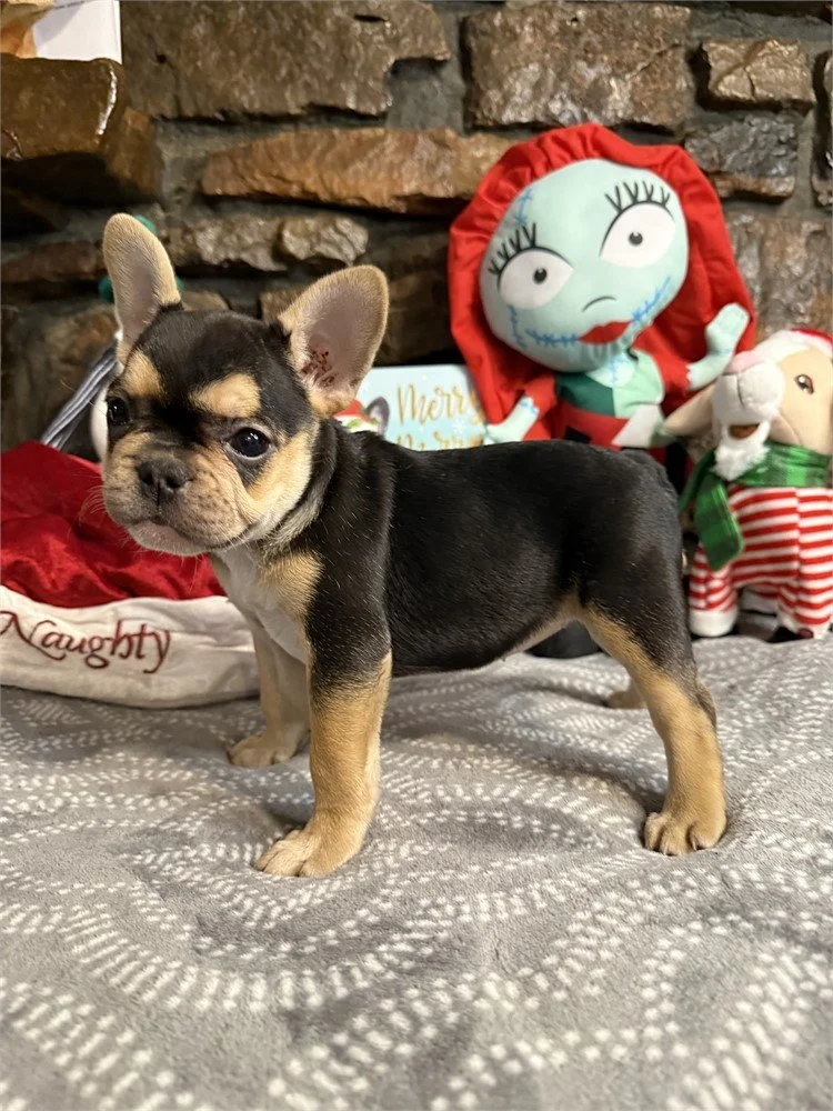 FRENCHIE  FEMALE  FRNCIS  $4,250.00  #1457-74