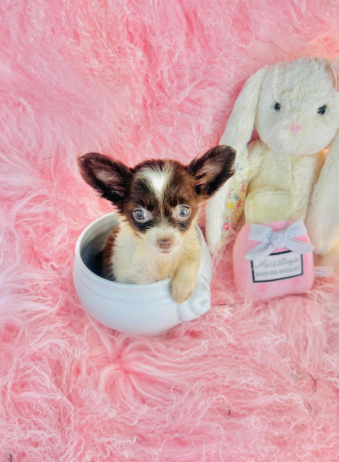 CHIHUAHUA   TEACUP    FEMALE   CIRY    $3,950.00   #174