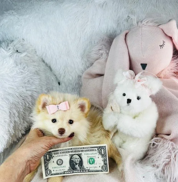TEACUP/TINY TOY FONZI $2,550.00 FEMALE #1785-8