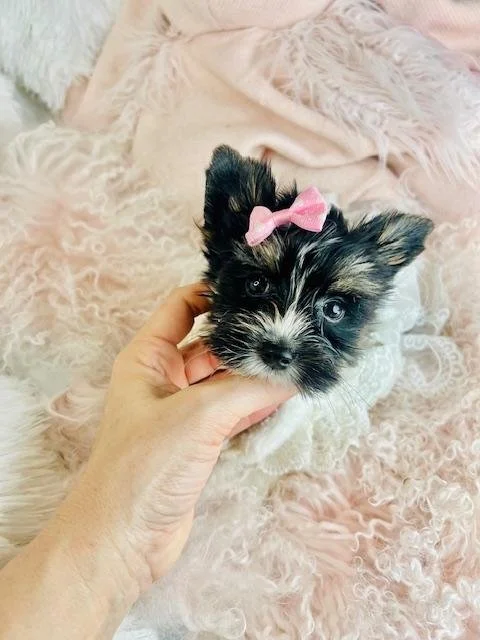 JELLYBEAN     TEACUP  FEMALE  YORKSHIRE TERRIER    $3,950.00   #158