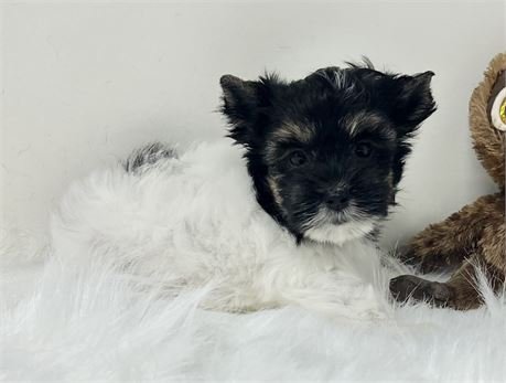 JAMI  YORKIE FEMALE T   PUPPY   $4,550.00   #14
