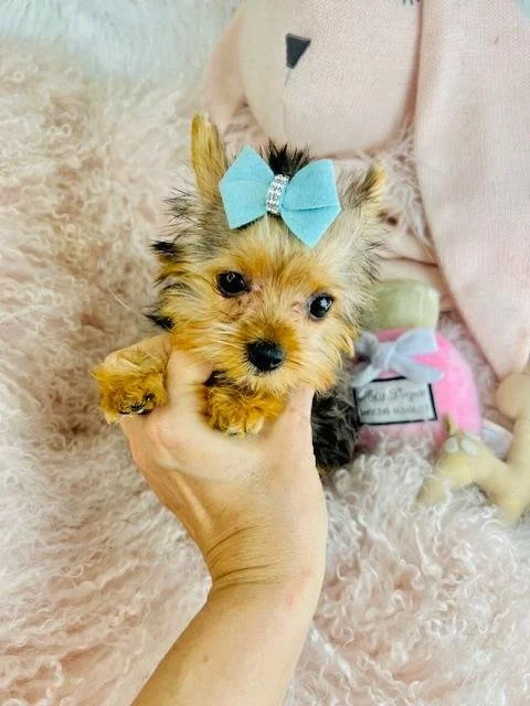 JERRY   YORKIE  MALE TEACIUP   PUPPY     #113