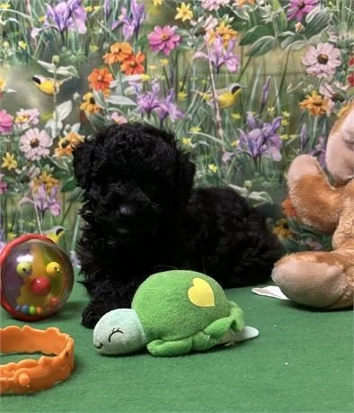 TOY FEMALE POODLE PEACHES DARK CHOCOLATE $3,050.00 #177754-5