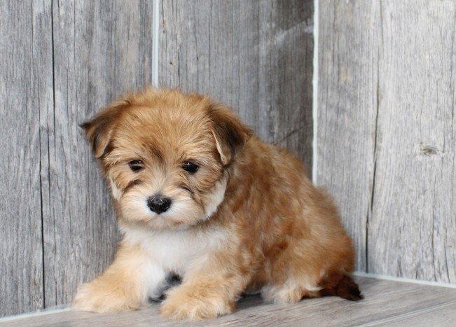 MORKIE TINY TOY DREY MALE $1,450.00 #14774-4