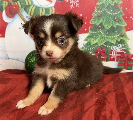 CHIHUAHUA    FEMALE  CAREN   $3,950.00    #1854-5
