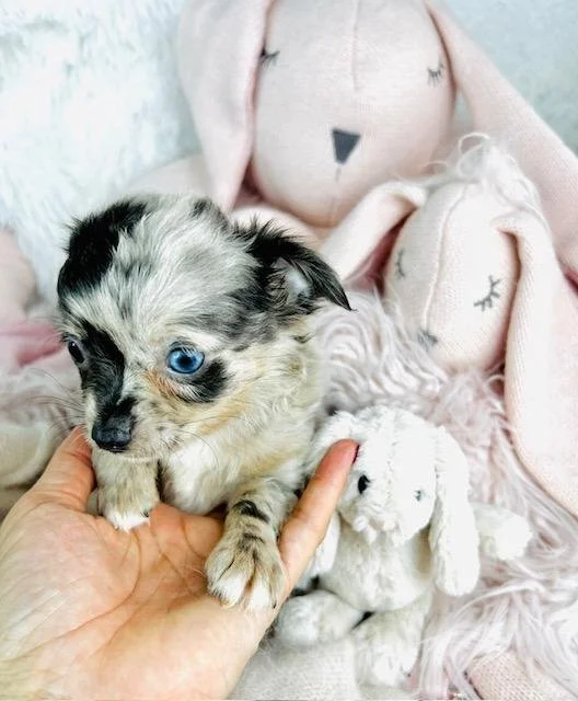 CHIHUAHUA FEMALE TEACUP DOG CATIE #4,550.00 #1224114-4
