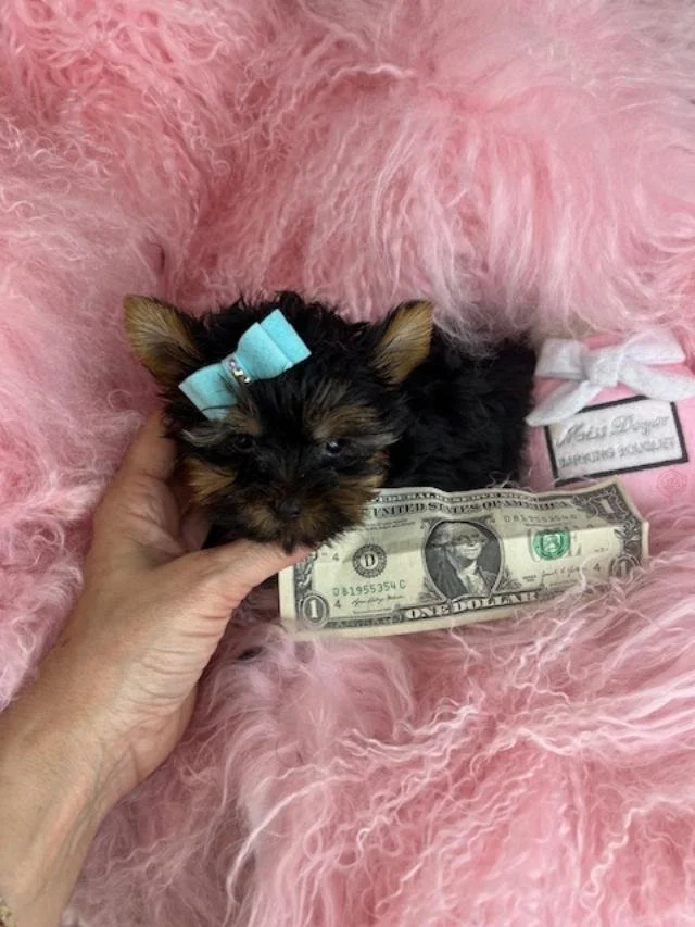 MALE   YORKIE TEACUP/POCKETBOOK  PUPPY   JASPER    $4,950.00  #1492