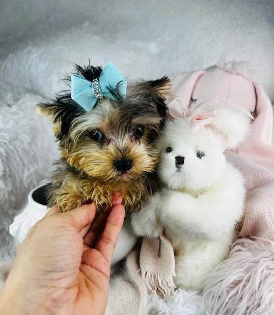 MERLE MALE TEACUP YORKIE PUPPY JASPY $3,550.00 #147224-7