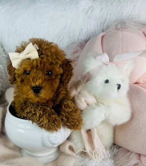 TEACUP/TINY TOY POODLE DOG PANDA MALE $3,950.00 #1427-7