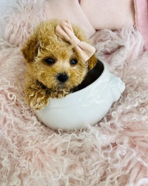 FEMALE RED   POODLE  TEACUP/POCKETBOOK  PAMELA  $6,550.00  #187871-4