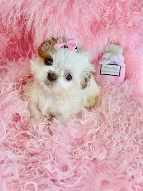 SHIH TZU PUPPIES  FEMALE   SULEMA    IMPERIAL    $3,950.00  #147