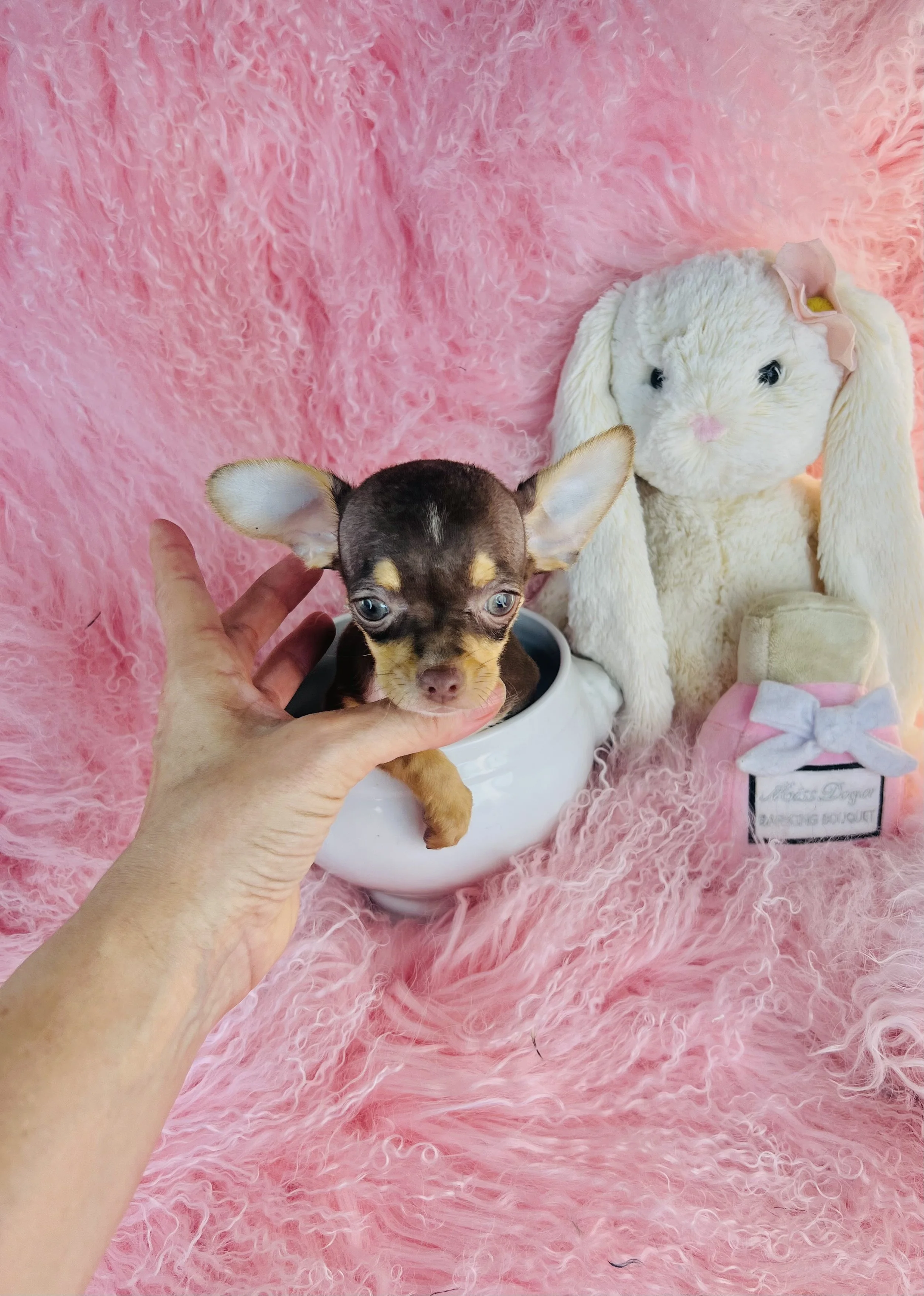 CHIHUAHUA FEMALE  TEACUP/POCKETBOOK   CARAMEL    $4,550.00    #196