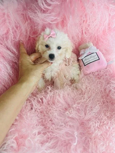 POODLE PUPPY     PODEN MALE      $2,250.00   #145