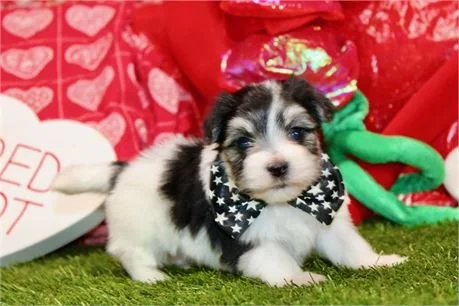 DIOR MORKIE   MALE   $3,550.00   #18554-4