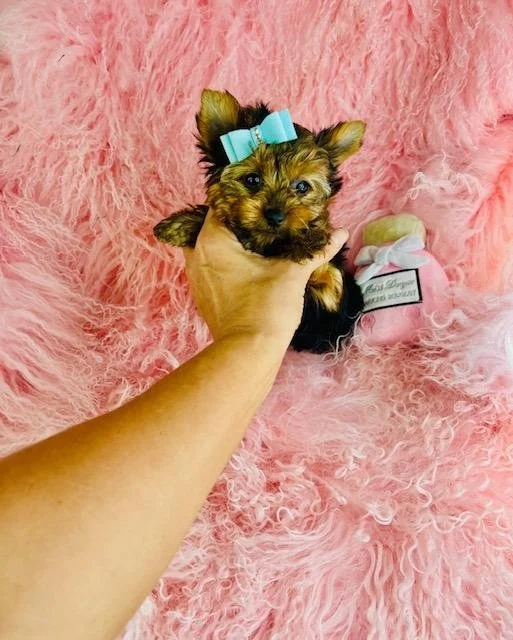DEVON    TEACUP  MALE   $3,950.00   #155