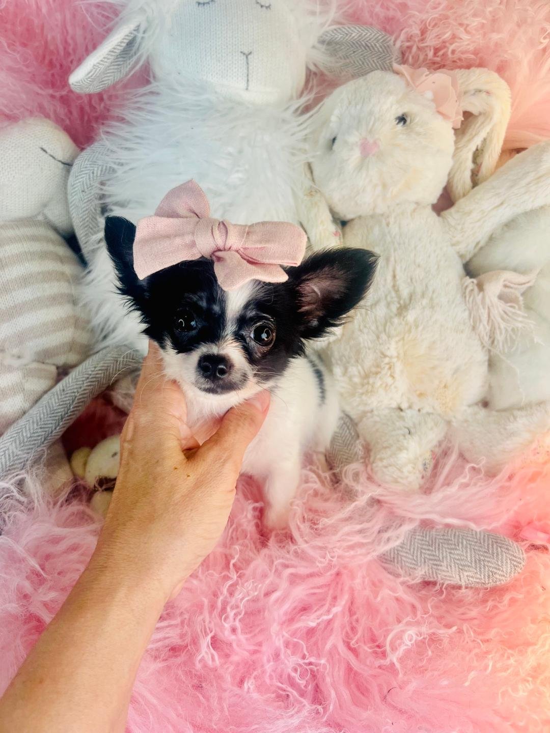 COOKIE BABY   FEMALE TEACUP/POCKETBOOK  CHIHUAHUA  $3,950.00   #1542
