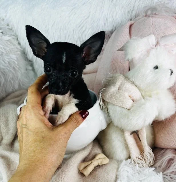 CHIHUAHUA MALE TEACUP/POCKETBOOK DOG COOKIE $3,950.00 #17784-7