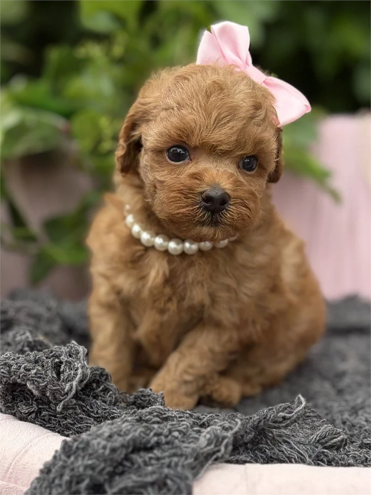 POODLE    FEMALE PUPPY   PATCHY   $3,950.00   #1271