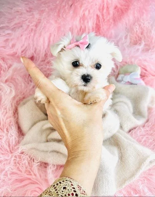 MALTESE FEMALE  TEACUP PUPPY  MARTHA    $4,550.00     #158