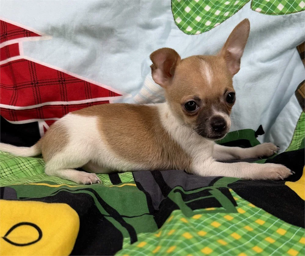 CHIHUAHUAS PUPPIES FOR SALE    MALE   COOKIE    $3,550.00    #12411