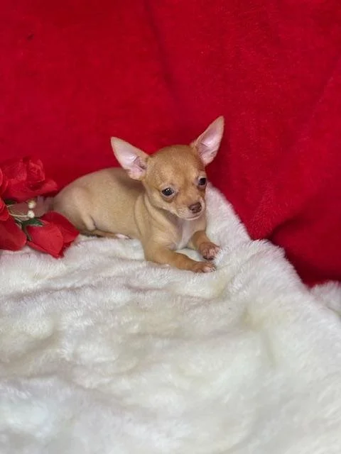 CHIHUAHUA    FEMALE  TEACUP  CHANDY   $3,550.00   #282-2