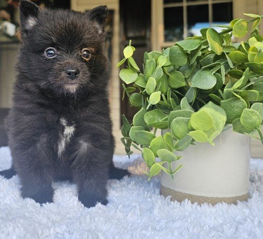 FEMALE   POMERANIAN   PRINCESS    $3,050.00    #1122